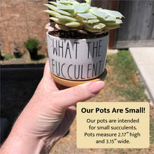 Load image into Gallery viewer, Custom Succulent Pot
