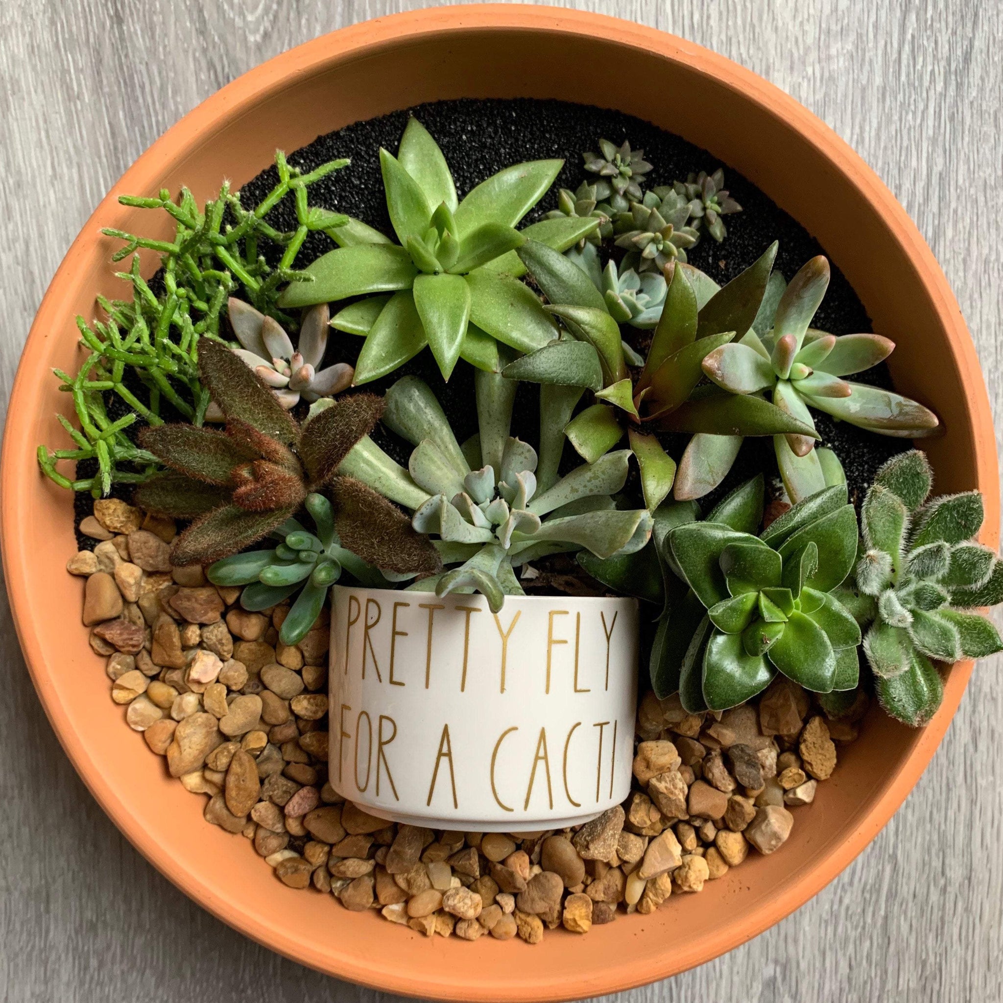 fun succulent pots Funny Succulent Pots