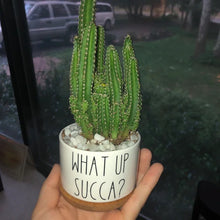Load image into Gallery viewer, Funny Succulent Pots

