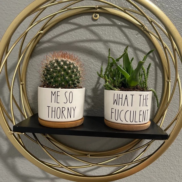 Funny Succulent Pots